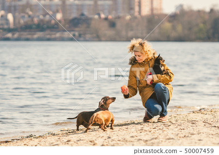Subject lot pets, dog lover on walk. Adult, old elderly Caucasian woman with three dogs breed Subject lot pets, dog lover on walk. Adult, old elderly Caucasian woman with three dogs breed 50007459