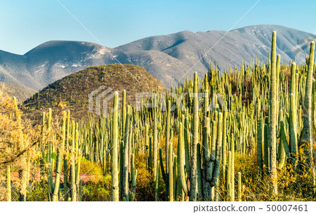 Tehuacan-Cuicatlan Biosphere Reserve in Mexico 50007461