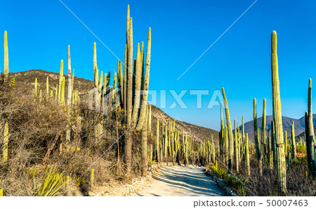 Tehuacan-Cuicatlan Biosphere Reserve in Mexico 50007463