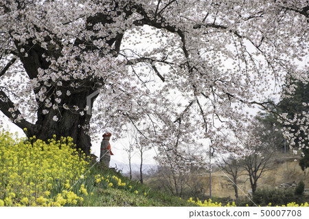 福島縣二松本市人等待地藏櫻 福島縣二松本市人等待地藏櫻 50007708