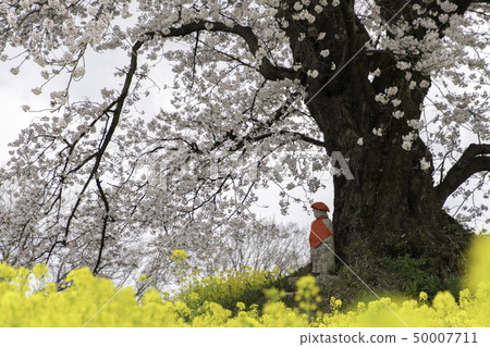 Fukushima Prefecture Nihonmatsu City people waiting Jizo Sakura 50007711