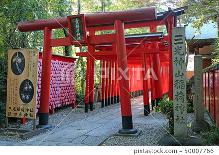 Autumn Mitsuko Inari Shrine 50007766