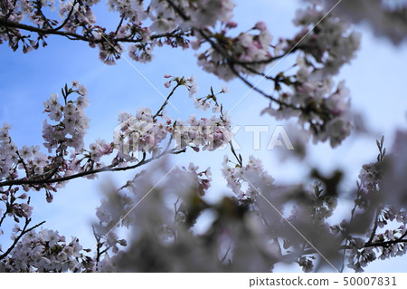 Sakura Sakura Akita Tenno Greenland 50007831