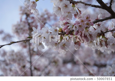 Sakura Sakura Akita Tenno Greenland 50007851