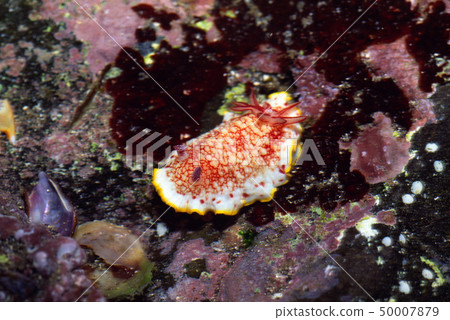 Sarasa sea cow 50007879