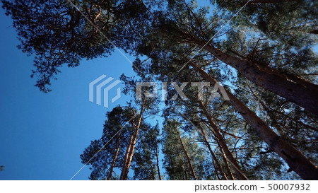 Old tall pines pinery sway in the wind against the sky. Tree trunks swaying, hissing branches. In 50007932