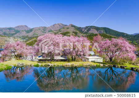 A pond that reflects a fern cherry A pond that reflects a fern cherry 50008615