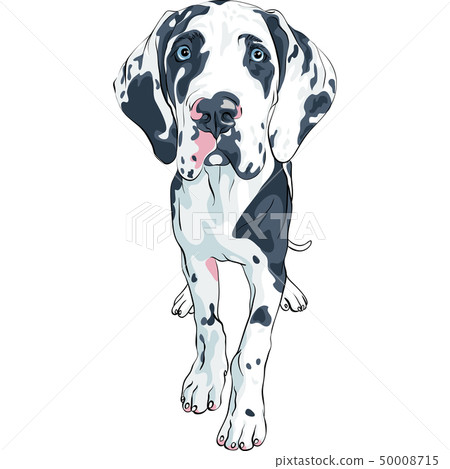 vector spotted dog Great Dane breed vector spotted dog Great Dane breed 50008715