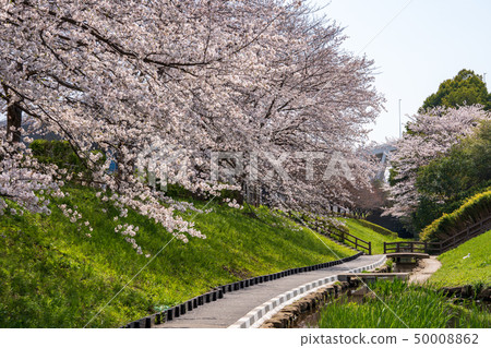 Sakura Tsuzuki Ku Yokohama Shi Egawa Seragi Stock Photo