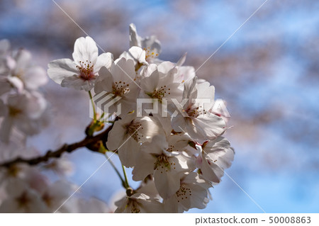 Tsuzuki-ku, Yokohama-shi Egawa Serage green path Cherry blossom petals Date 2019/4/6 Tsuzuki-ku, Yokohama-shi Egawa Serage green path Cherry blossom petals Date 2019/4/6 50008863