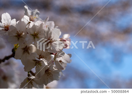 橫濱市都筑區Egawa Serage綠色路徑櫻花花瓣日期2019/4/6 橫濱市都筑區Egawa Serage綠色路徑櫻花花瓣日期2019/4/6 50008864