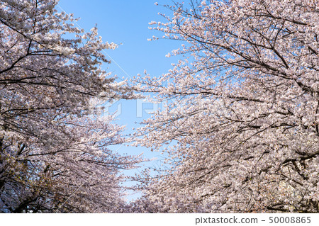Sakura Tsuzuki Ku Yokohama Shi Egawa Seragi Stock Photo