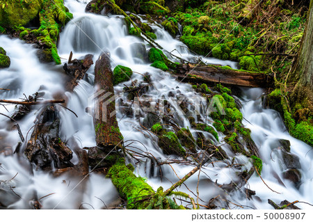 Fairy Falls in the Columbia River Gorge, USA Fairy Falls in the Columbia River Gorge, USA 50008907