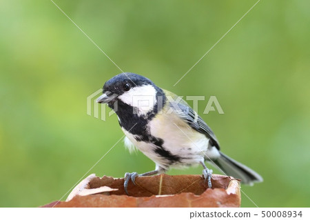 Great tit nature background up 50008934
