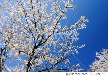 Cherry blossoms (Shinkurayama Asama Park) Cherry blossoms (Shinkurayama Asama Park) 50009152