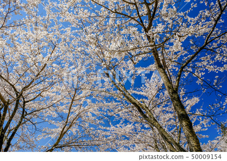 Cherry blossoms (Shinkurayama Asama Park) Cherry blossoms (Shinkurayama Asama Park) 50009154