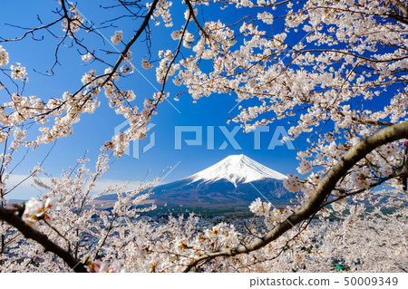 Spring image of Japan Spring image of Japan 50009349