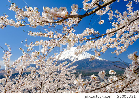Spring image of Japan Spring image of Japan 50009351