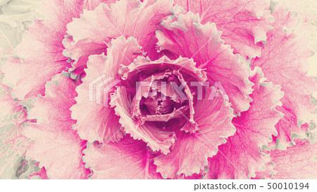 Natural flower. Countryside garden 50010194