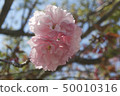 八重櫻 50010316