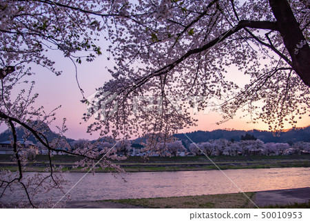 A row of cherry blossom trees in Akita Prefecture Senboku City Kadodate Kushikiuchi River Embankment 50010953