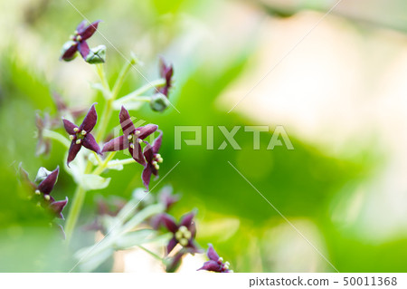 Aoki flowers and male flowers 50011368