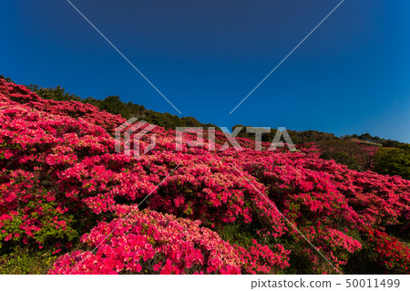 [長崎縣]杜鵑花節，杜鵑花和長崎公園的藍天 50011499