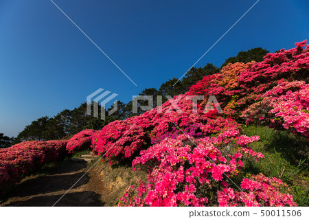 [Nagasaki Prefecture] Azalea passage of Nagasuyama Park 50011506