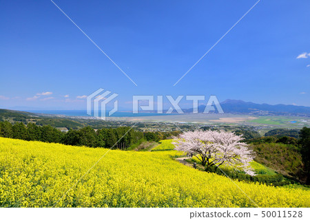 Shirakine峰的櫻花 Shirakine峰的櫻花 50011528