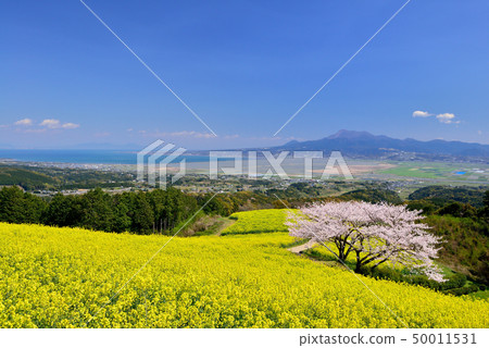 Shirakine峰的櫻花 Shirakine峰的櫻花 50011531