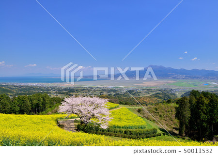 Cherry blossoms of Shirakine peak 50011532