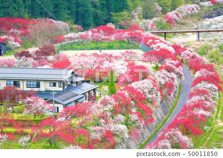 Tsukioka Onsen Village/Hanamomo Village 50011850