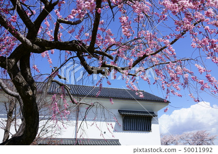 Sanada Park: Leafed cherry blossoms and storehouse Matsushirocho, Nagano City Sanada Park: Leafed cherry blossoms and storehouse Matsushirocho, Nagano City 50011992