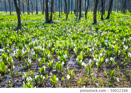 Sumitoku-shi Akita Prefecture Shinkansen Marshland水和魚群 50012166