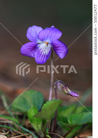 天然植物Oitachicus紫羅蘭,一種花與周圍明亮的紫色和白色的美麗對比 天然植物Oitachicus紫羅蘭,一種花與周圍明亮的紫色和白色的美麗對比 50012477