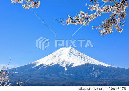 4月富士山和櫻花（山梨縣） 50012478
