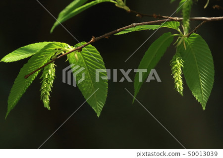 Nature plants Kumasid, mid-April. Beautifully spread young leaves and fruits began to change (?) Female flowers Nature plants Kumasid, mid-April. Beautifully spread young leaves and fruits began to change (?) Female flowers 50013039