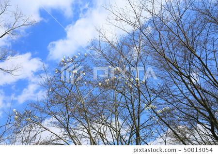 玉蘭玉蘭花 50013054