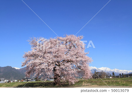 Sunuma's Ichibonzakura Omachi, Nagano Prefecture Sunuma's Ichibonzakura Omachi, Nagano Prefecture 50013079