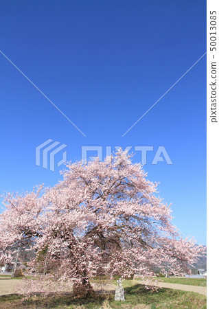 Sunuma's Ichibonzakura Omachi, Nagano Prefecture 50013085