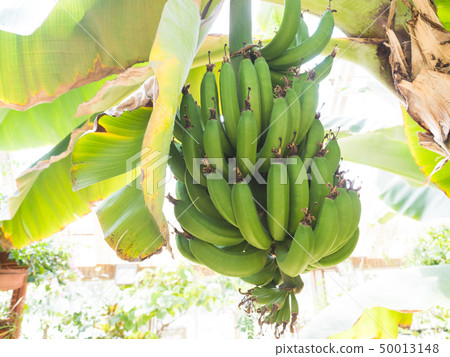 Banana tree Banana tree 50013148