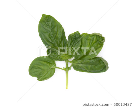 香草羅勒 50013487