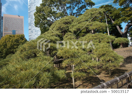 Hamarikyū皇家園林三百年的松樹 50013517