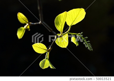 天然植物Hakuunbok，4月初開始生長花序和幼葉2 50013521