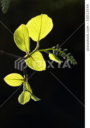 天然植物Hakuunbok，4月初開始生長花序和幼葉1 50013544