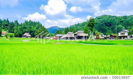 夏天的鄉村景觀（蘆之島環村） 50013697
