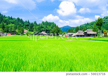 Rural landscape in summer (Ashinoshima ring village) 50013716