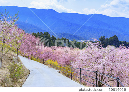 Takami-no-sato twig cherry blossoms 50014036