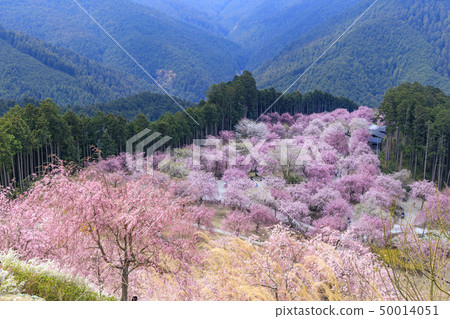 Takami-no-sato枝櫻花 50014051