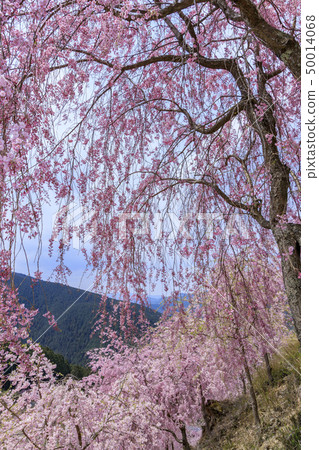 Takami-no-sato twig cherry blossoms Takami-no-sato twig cherry blossoms 50014068